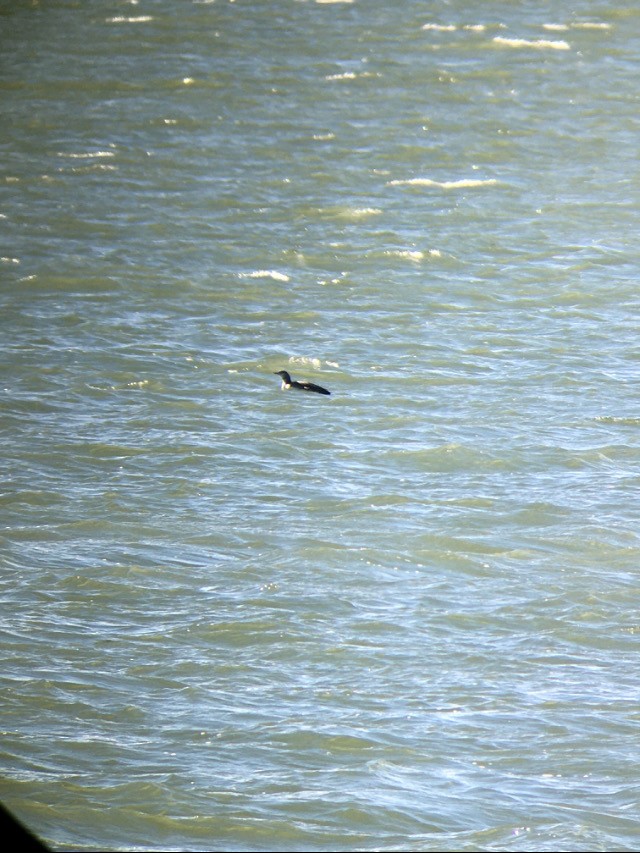 紅喉潛鳥 - ML645090745