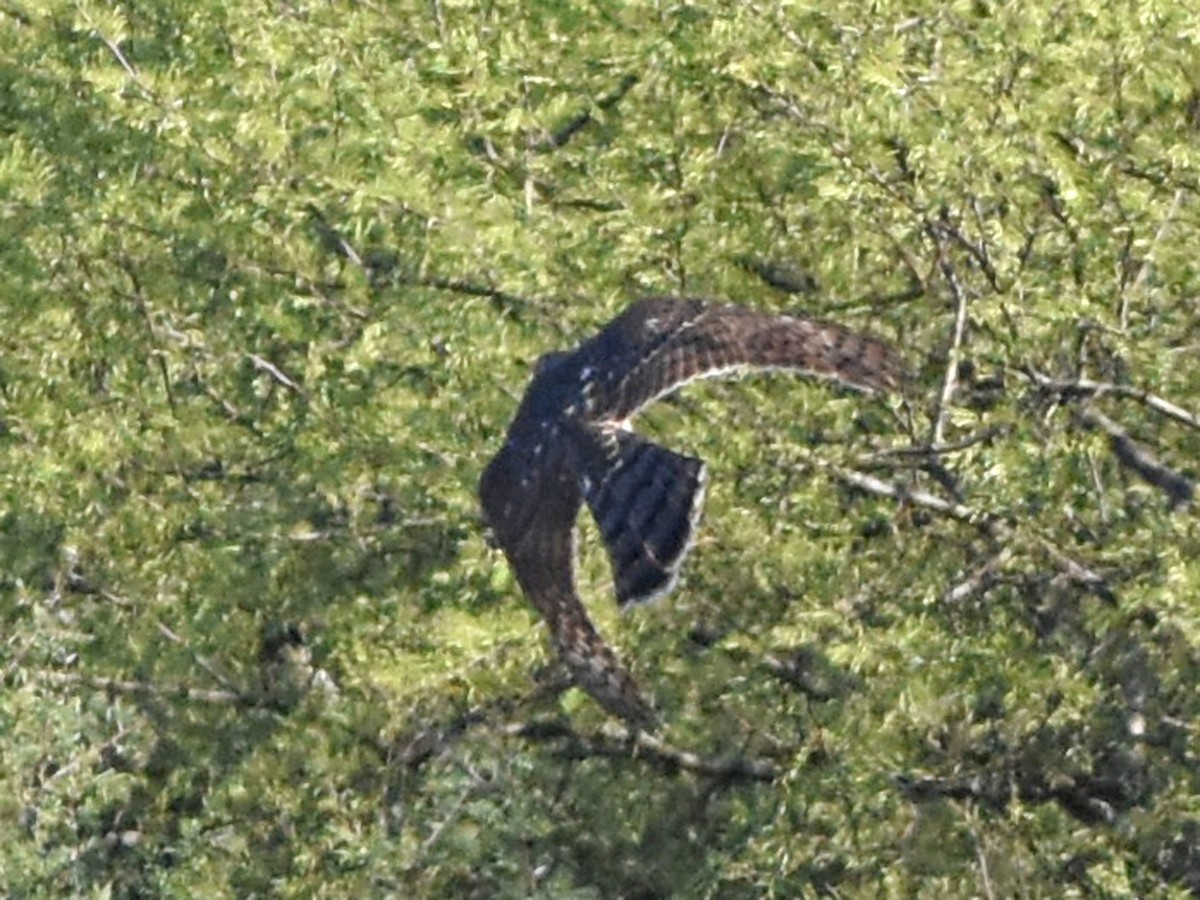 Cooper's Hawk - ML645090748
