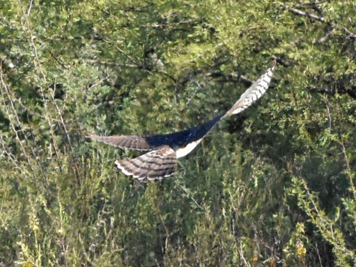 Cooper's Hawk - ML645090751