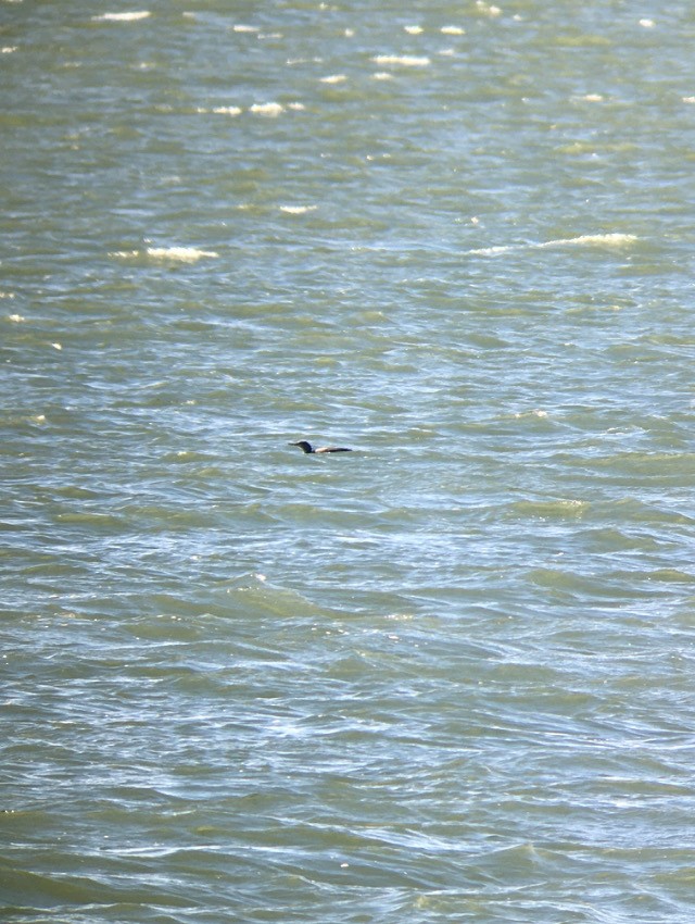 紅喉潛鳥 - ML645090759