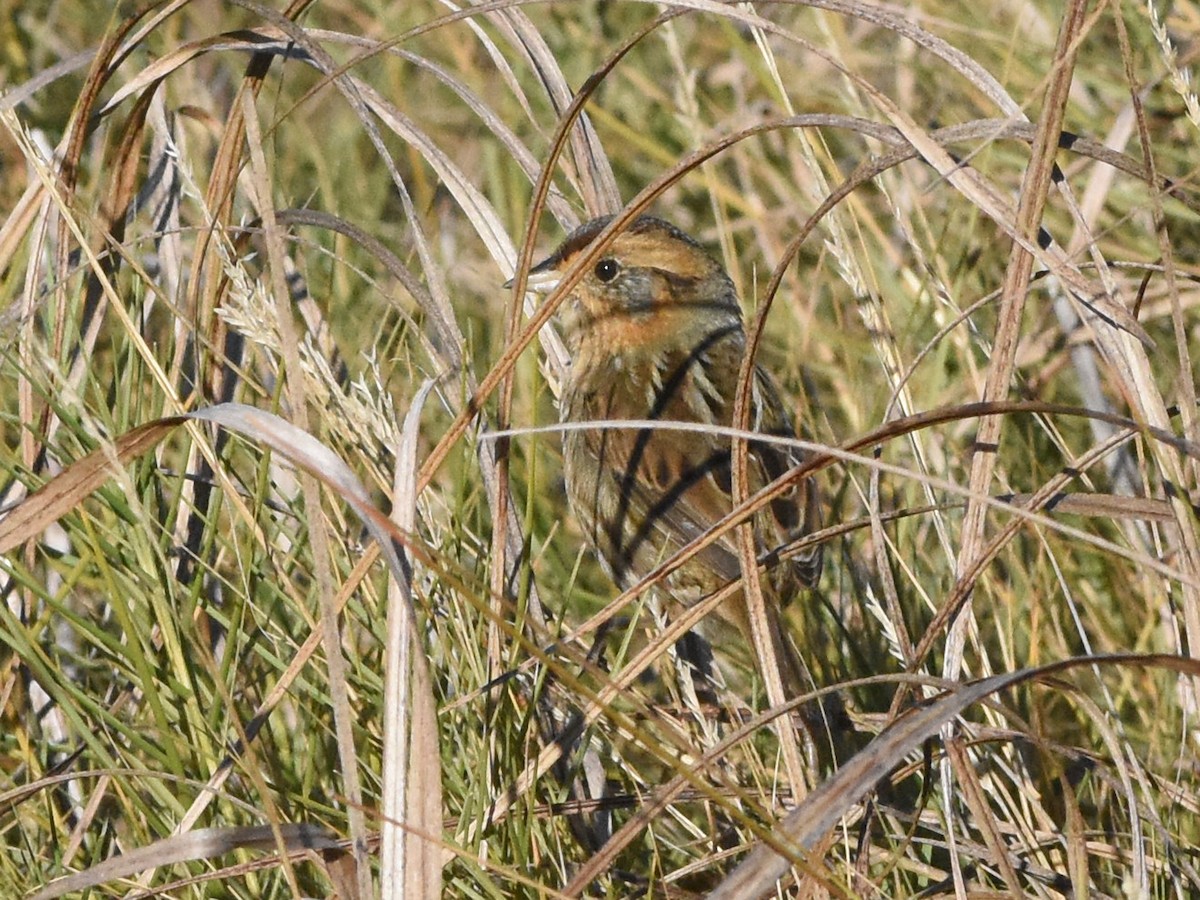 Nelson's Sparrow - ML645090761