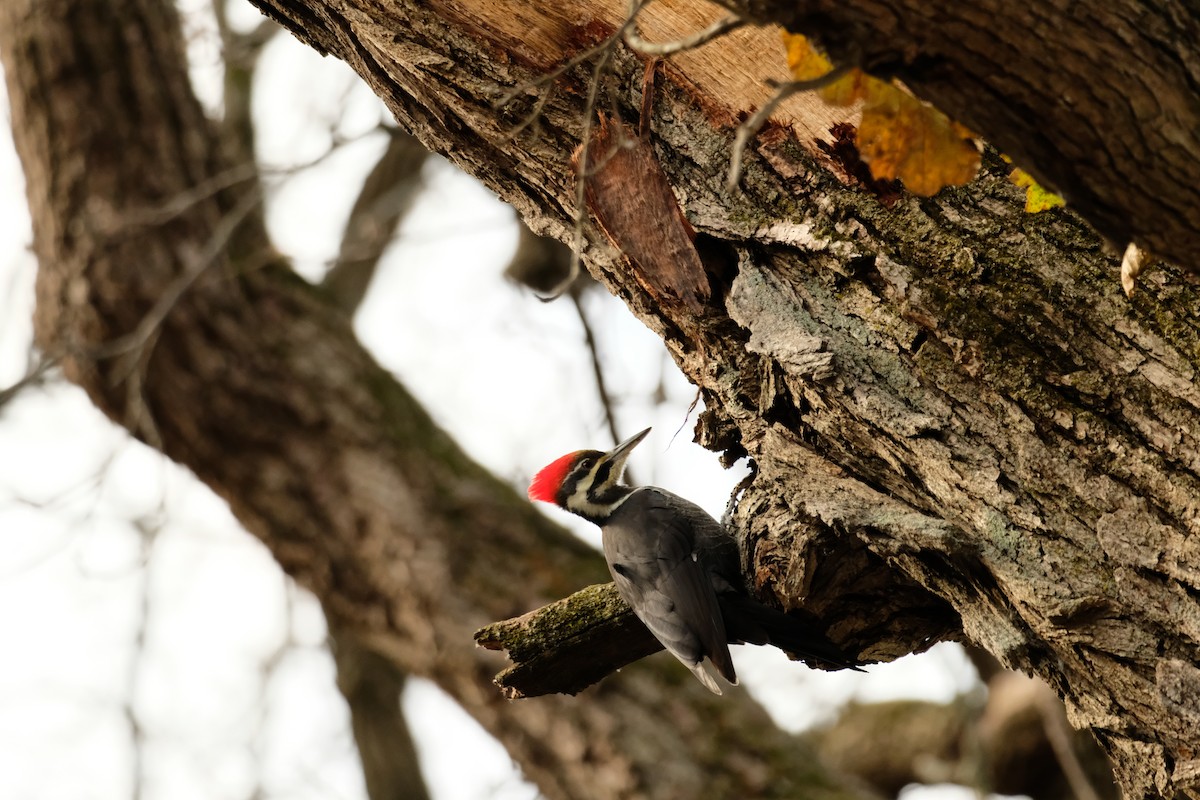 datel chocholatý - ML645090771