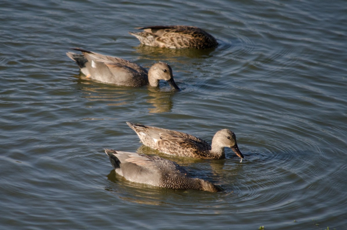Canard chipeau - ML645090775