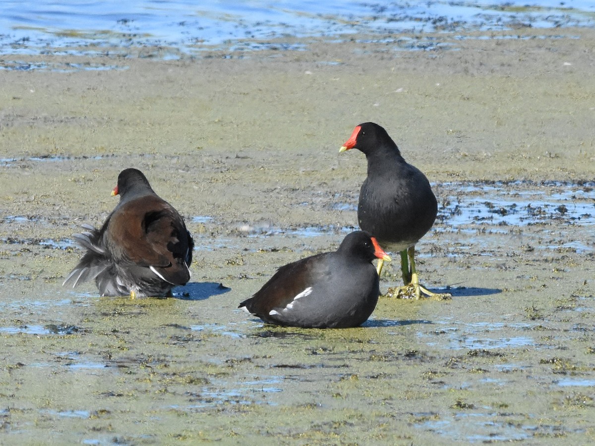 Common Gallinule - ML645090789