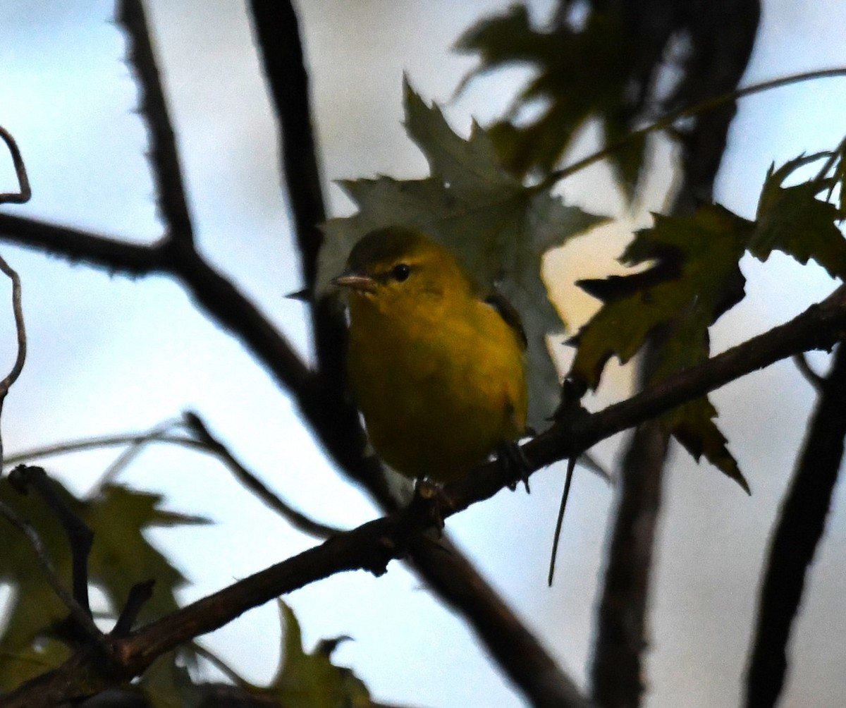Tennessee Warbler - ML645090791