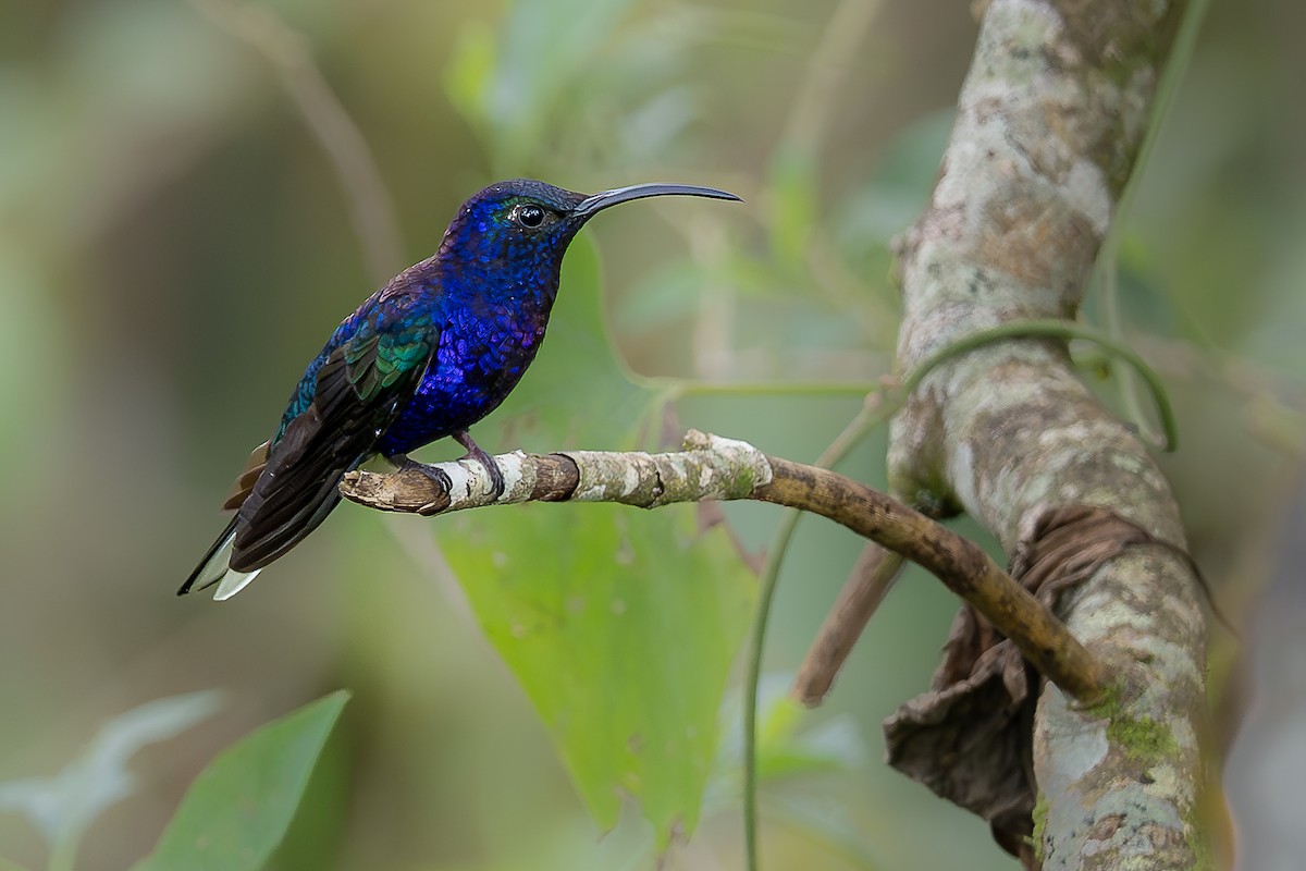 Violet Sabrewing - ML645090794