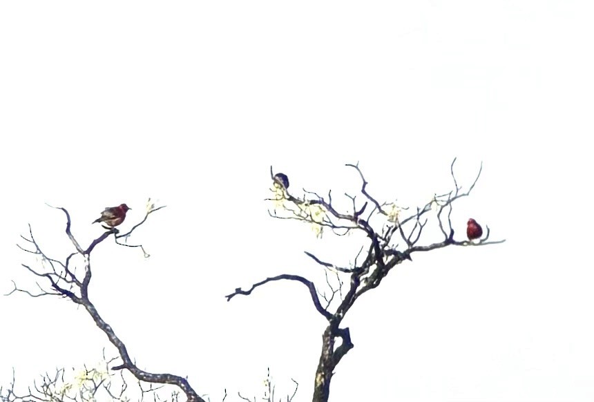 Apapane - ML645090797