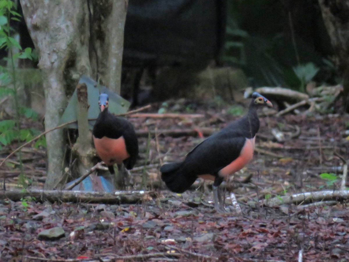 Малео - ML645090799