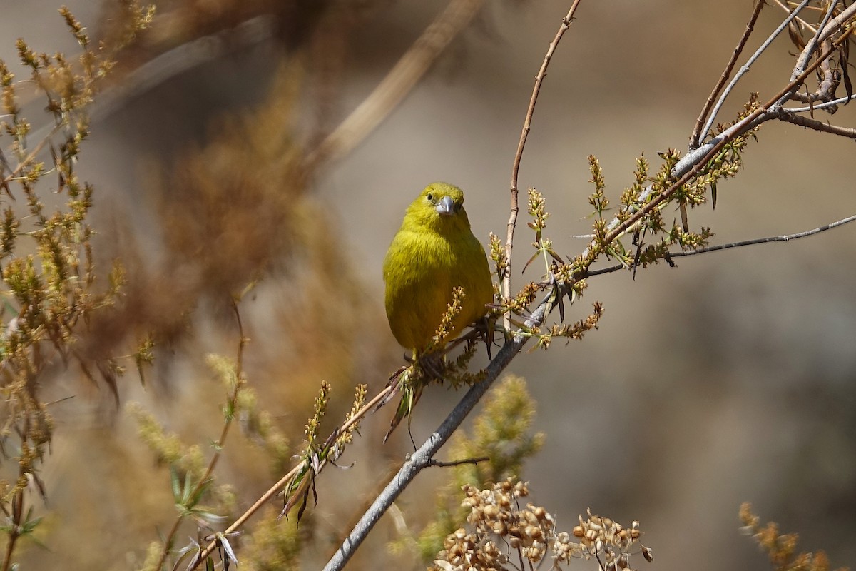 Greenish Yellow-Finch - ML645090800