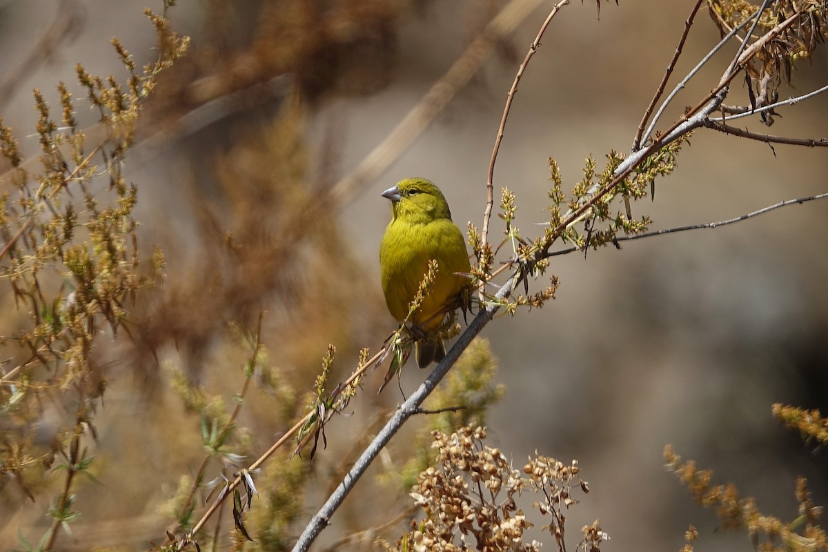 Greenish Yellow-Finch - ML645090801