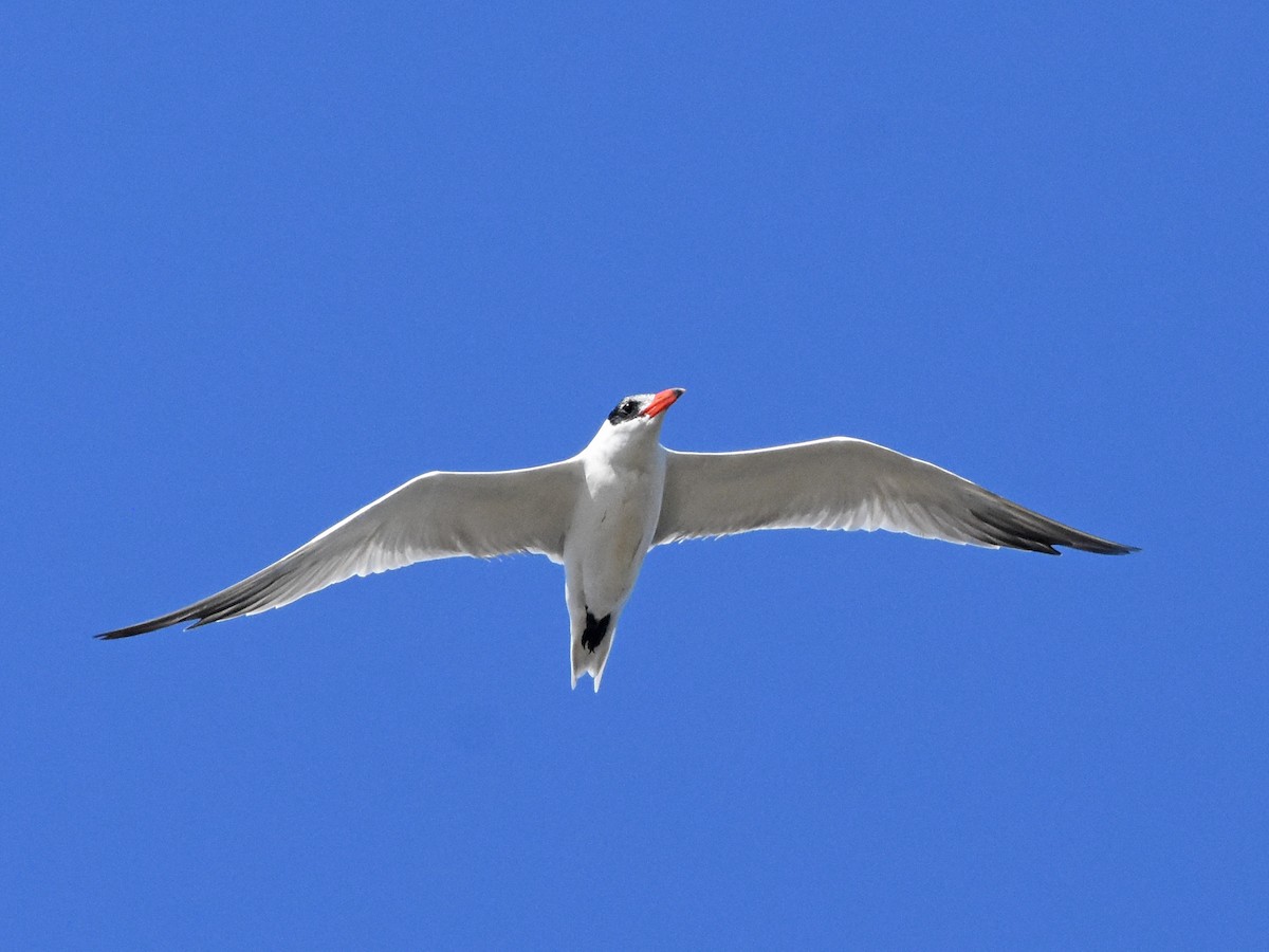 Caspian Tern - ML645090803