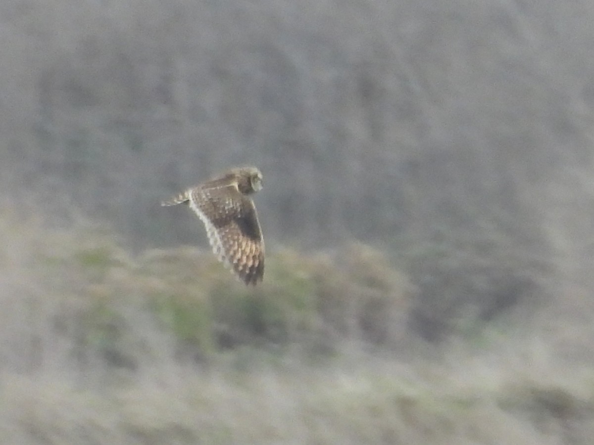 Short-eared Owl - ML645090818
