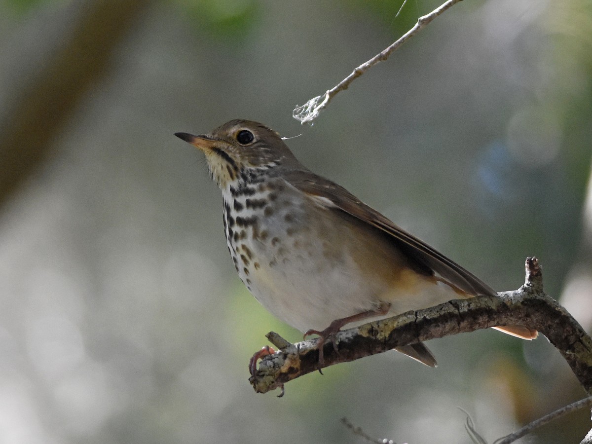 Hermit Thrush - ML645090819