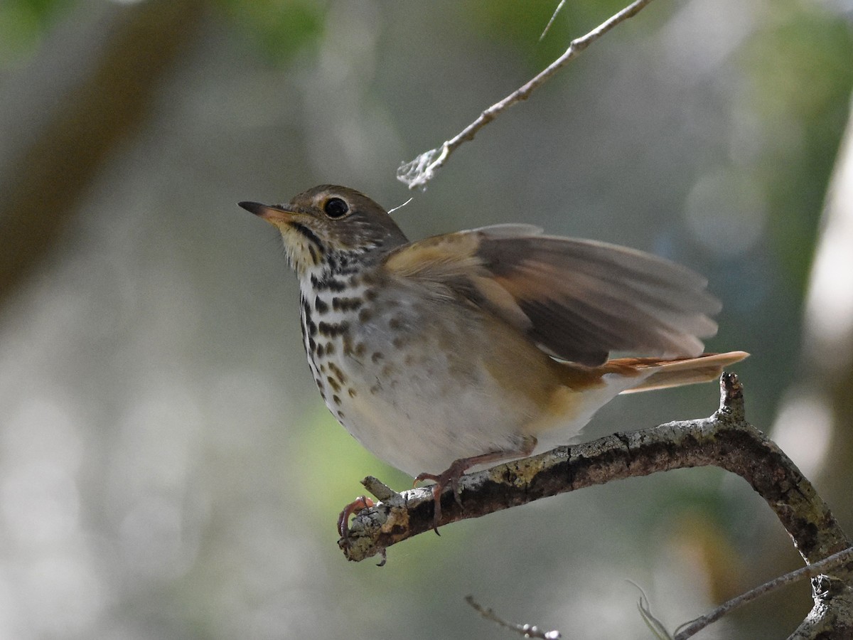 Hermit Thrush - ML645090822