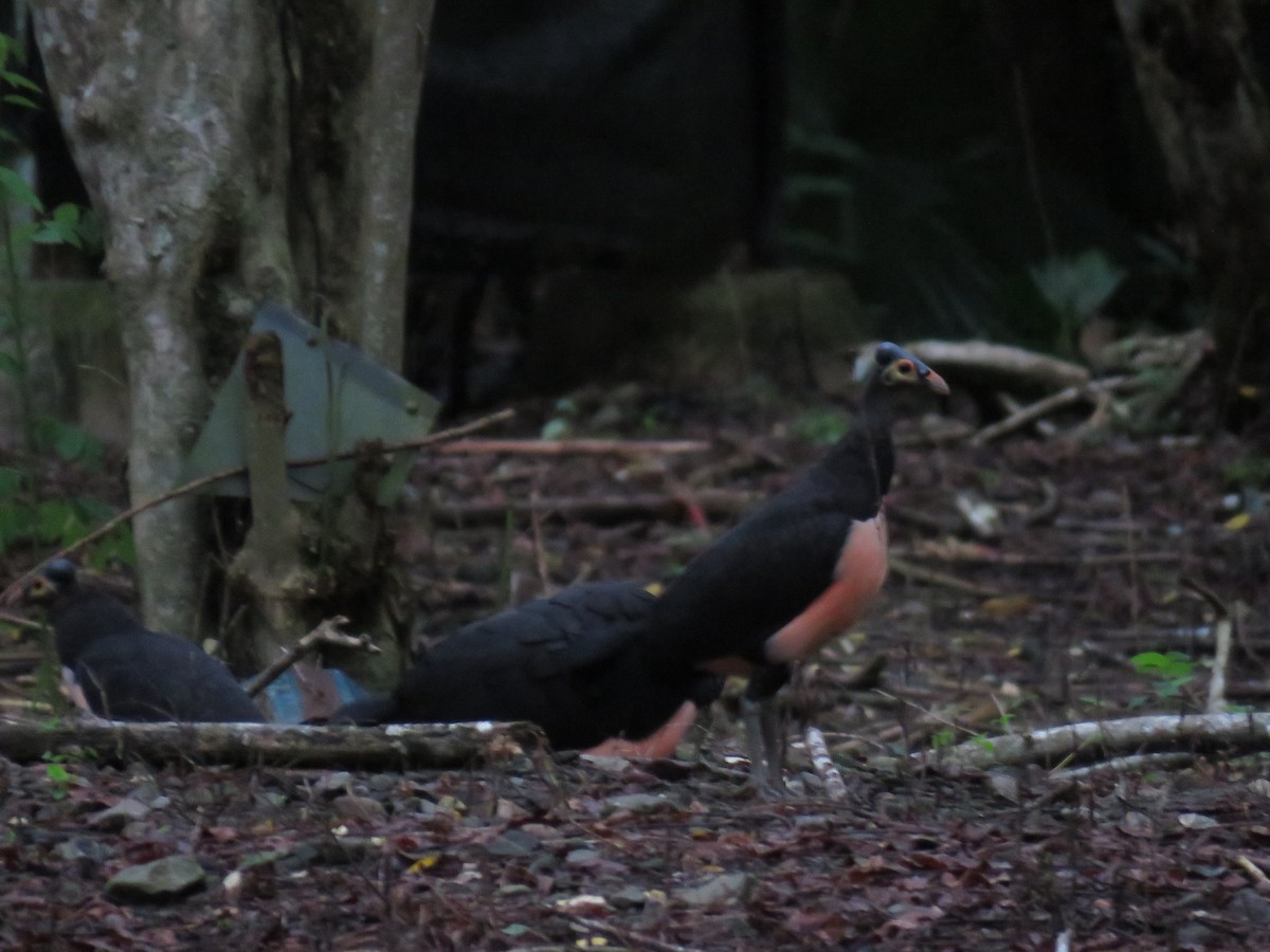 Малео - ML645090823