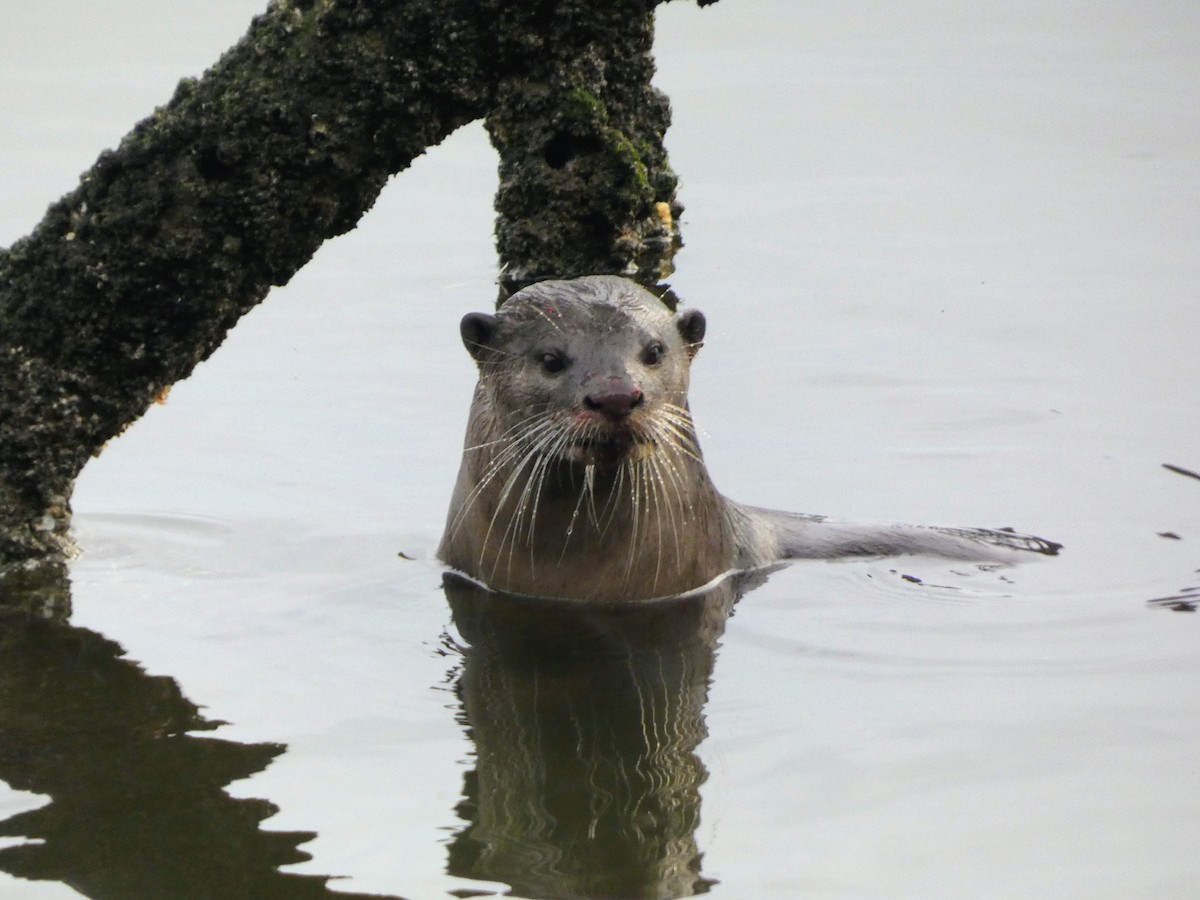 Smooth-coated Otter - ML645090832