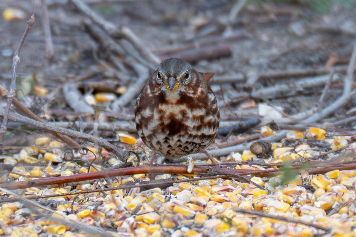 strnadec kaštanový - ML645090834