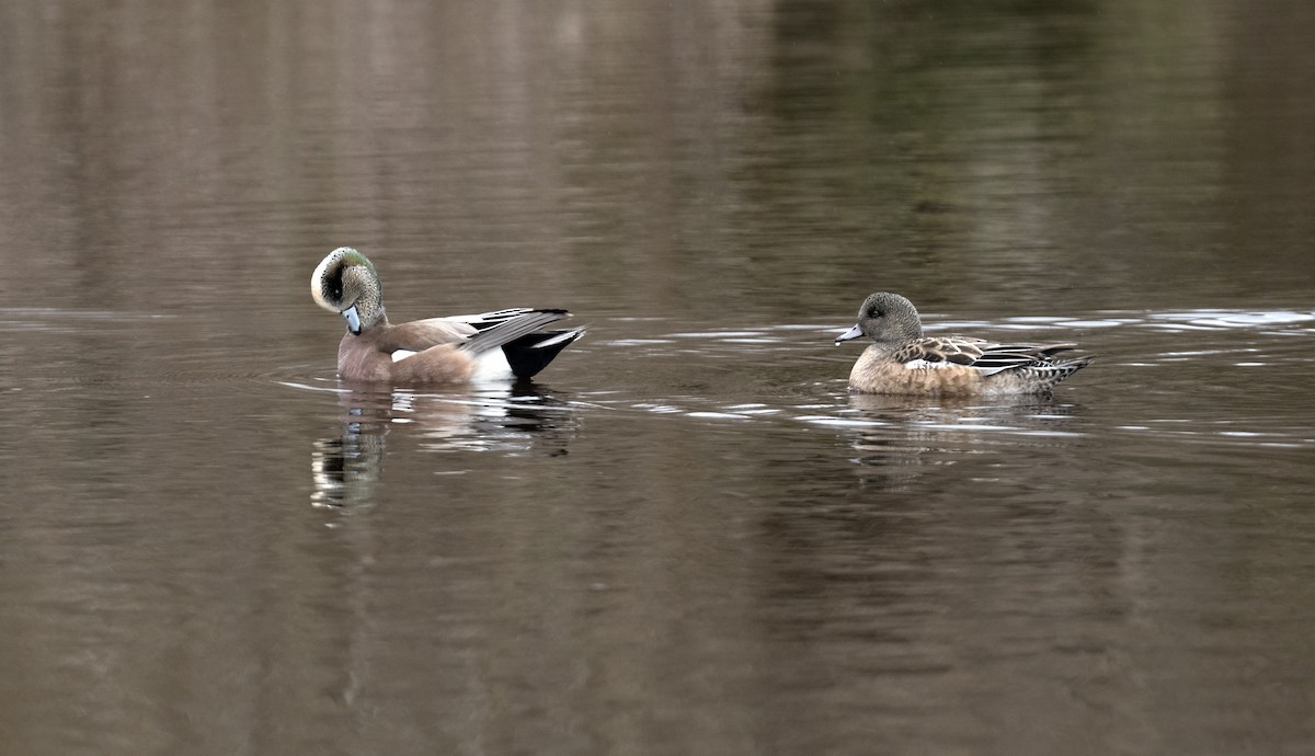 葡萄胸鴨 - ML645090836