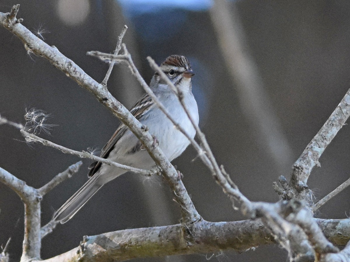 Chipping Sparrow - ML645090839