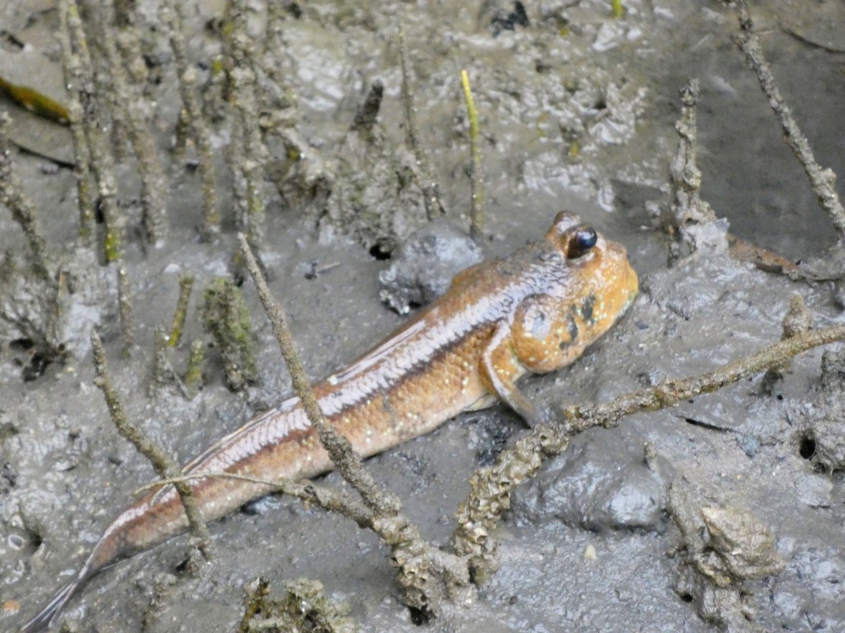 Animals - ML645090840