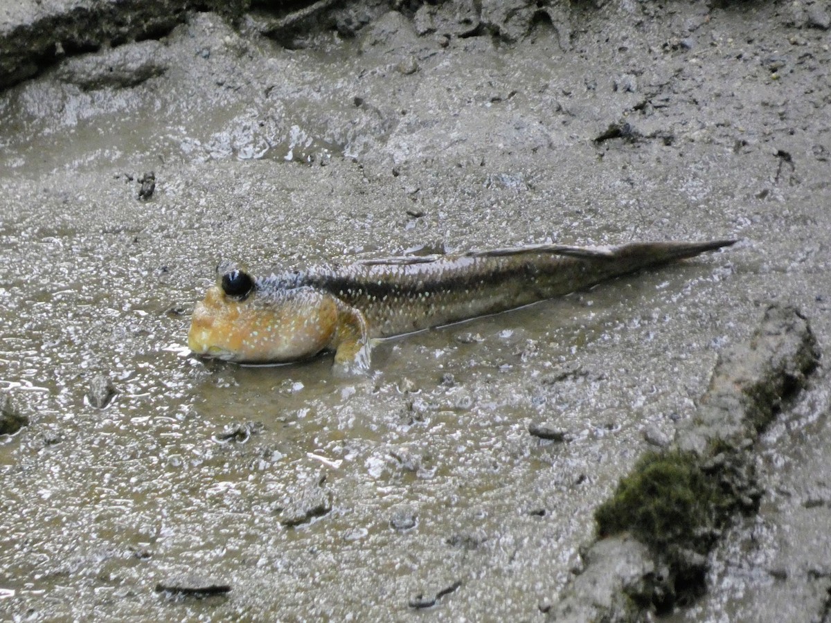 Animals - ML645090850