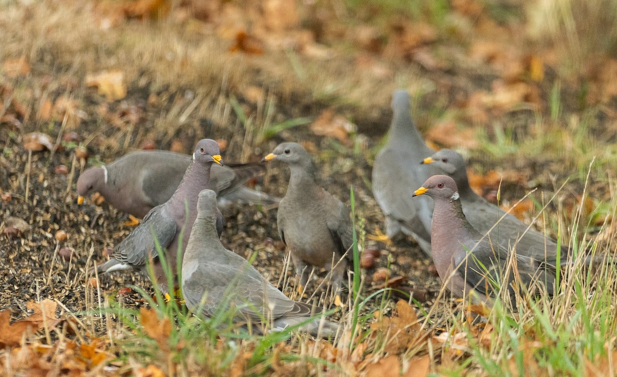 Band-tailed Pigeon - ML645090852