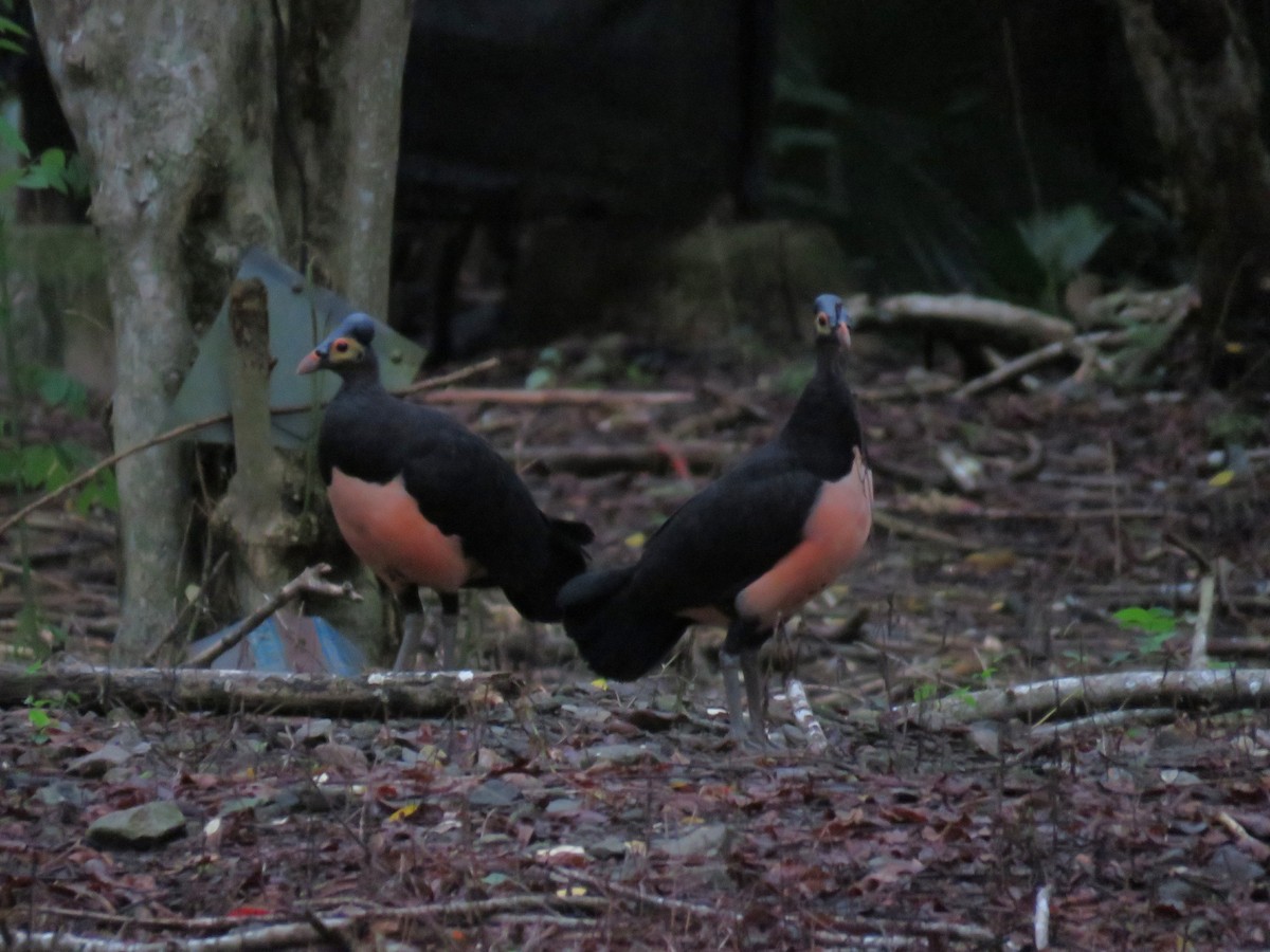 Малео - ML645090853