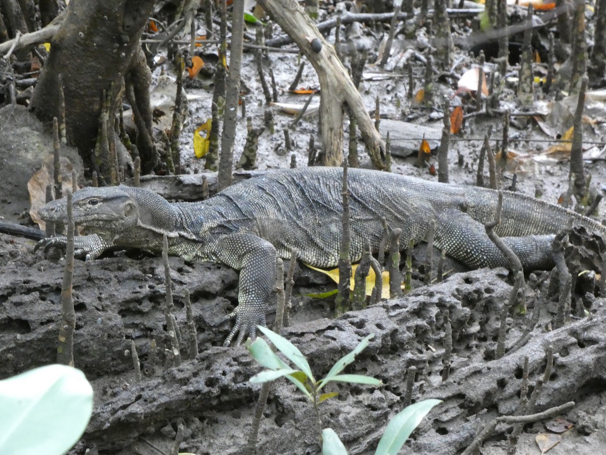 Monitor Lizards - ML645090869