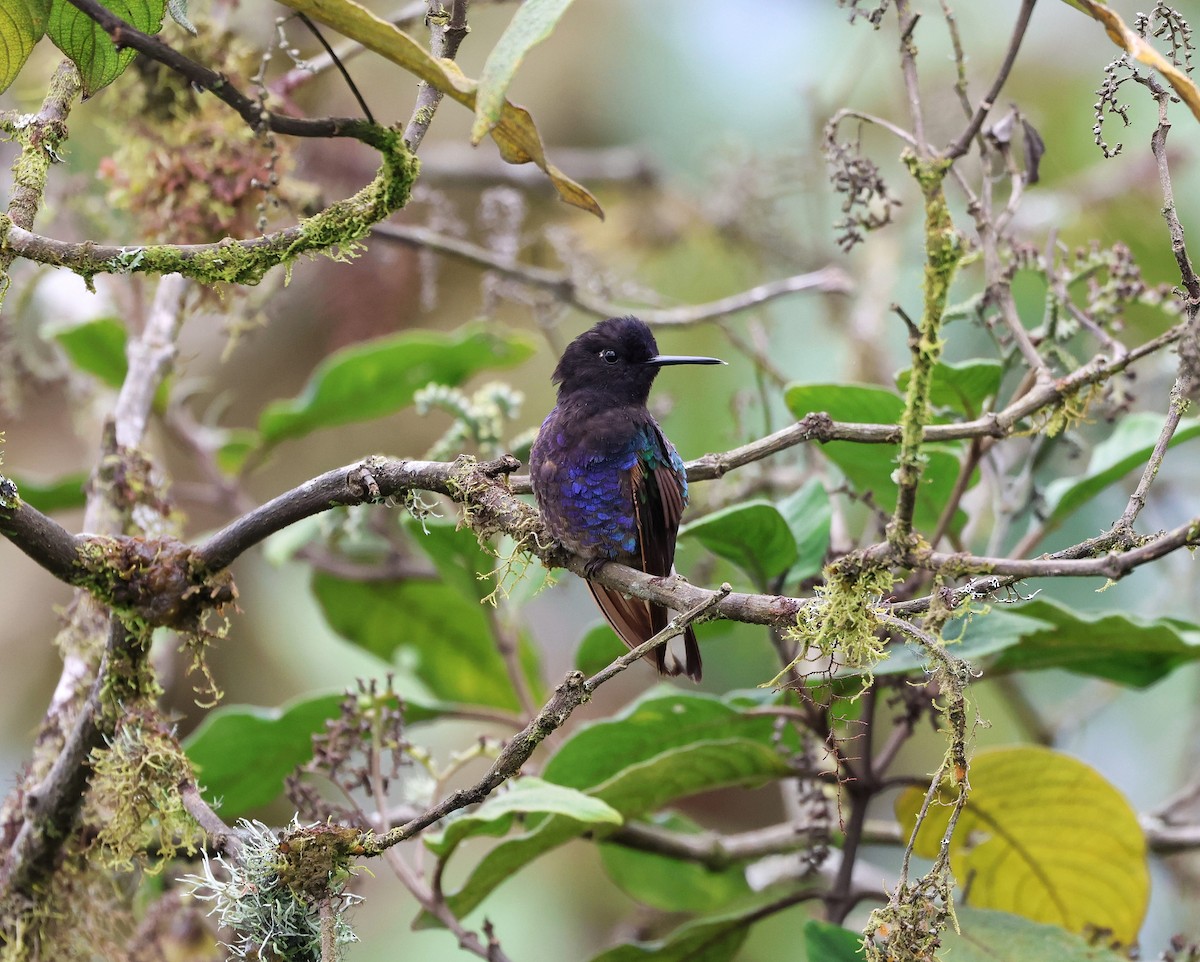 Velvet-purple Coronet - ML645090881