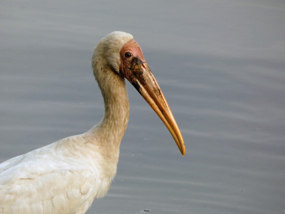 nesyt bílý - ML645090882