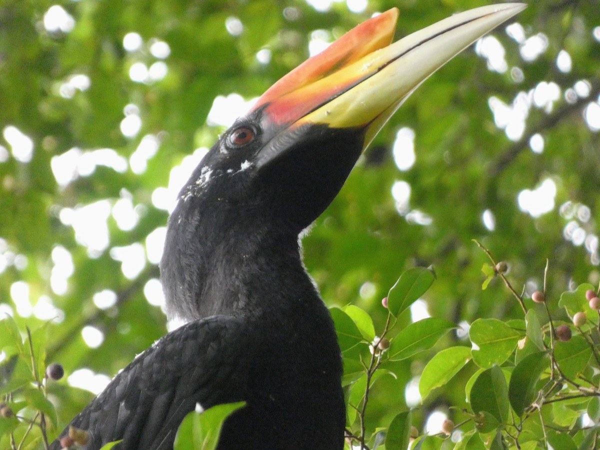 dvojzoborožec velký - ML645090891