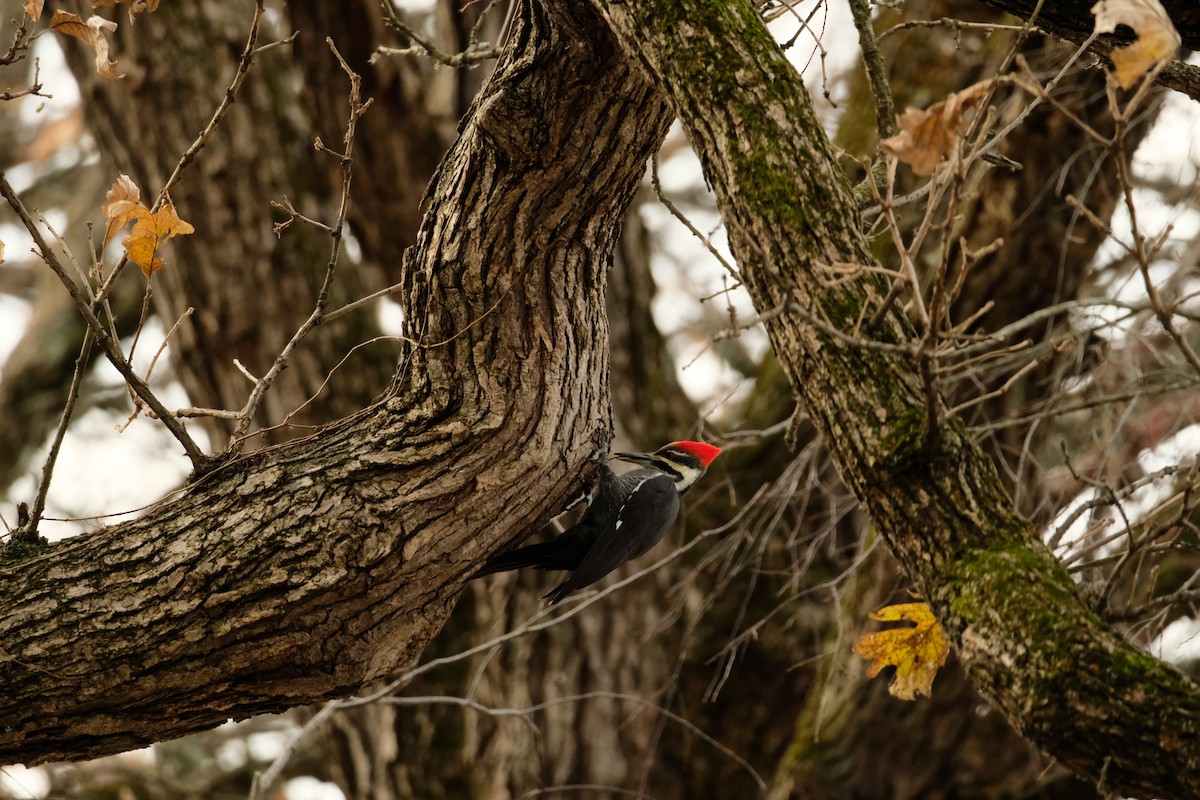 datel chocholatý - ML645090892