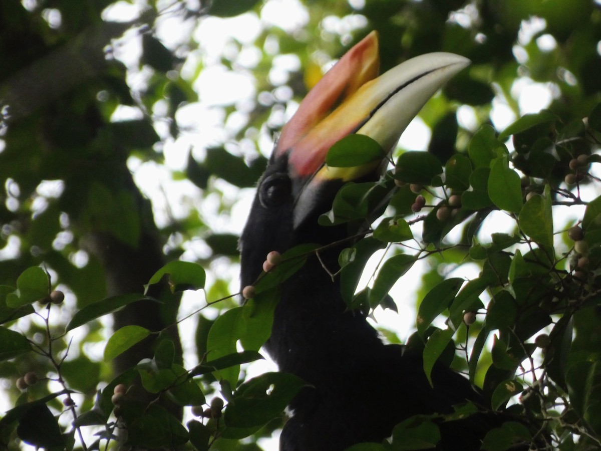 dvojzoborožec velký - ML645090894