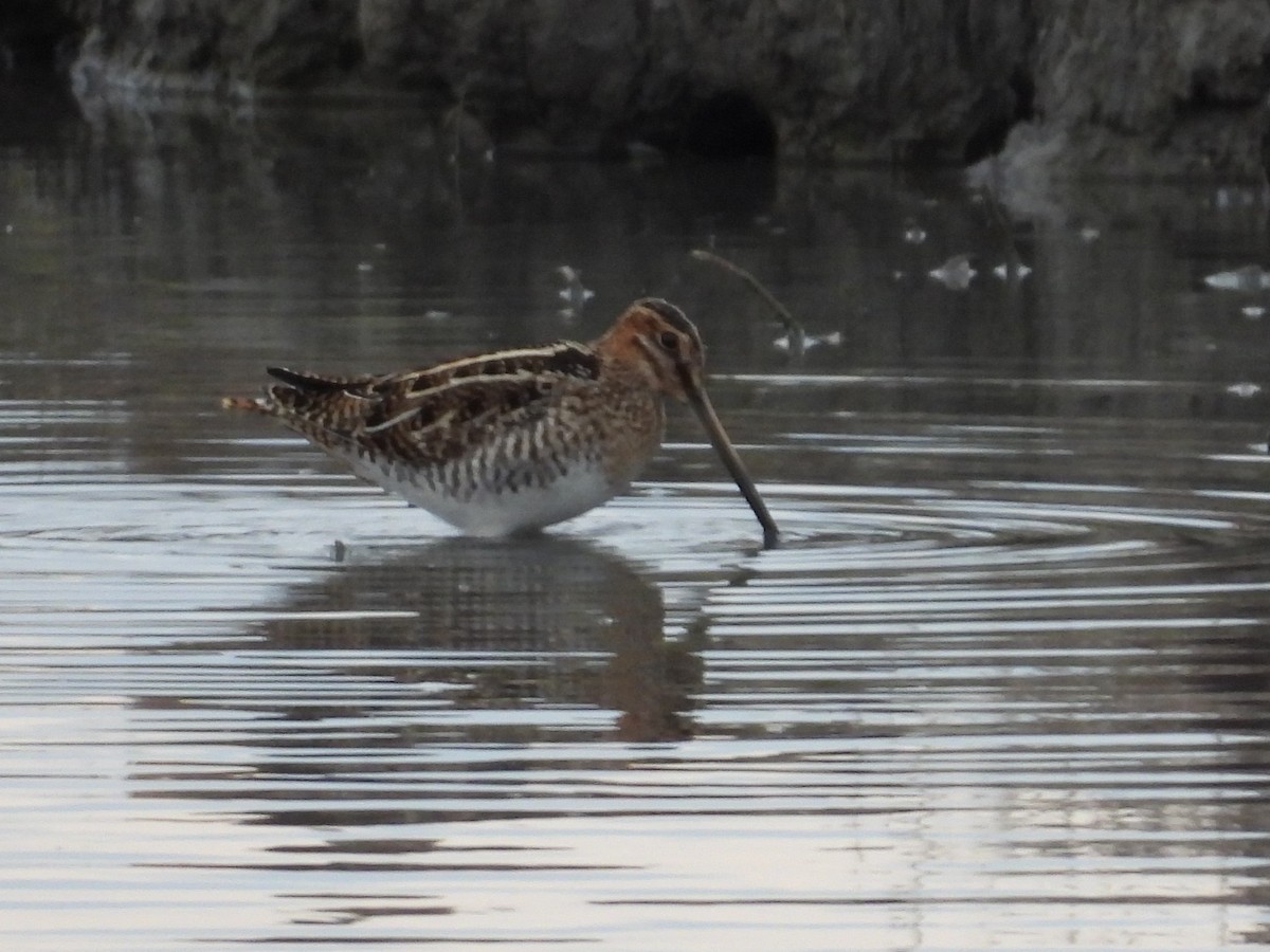 Wilson's Snipe - ML645090901