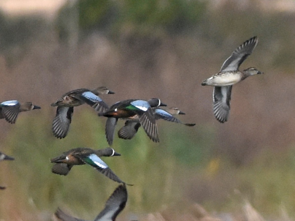 Blue-winged Teal - ML645090903