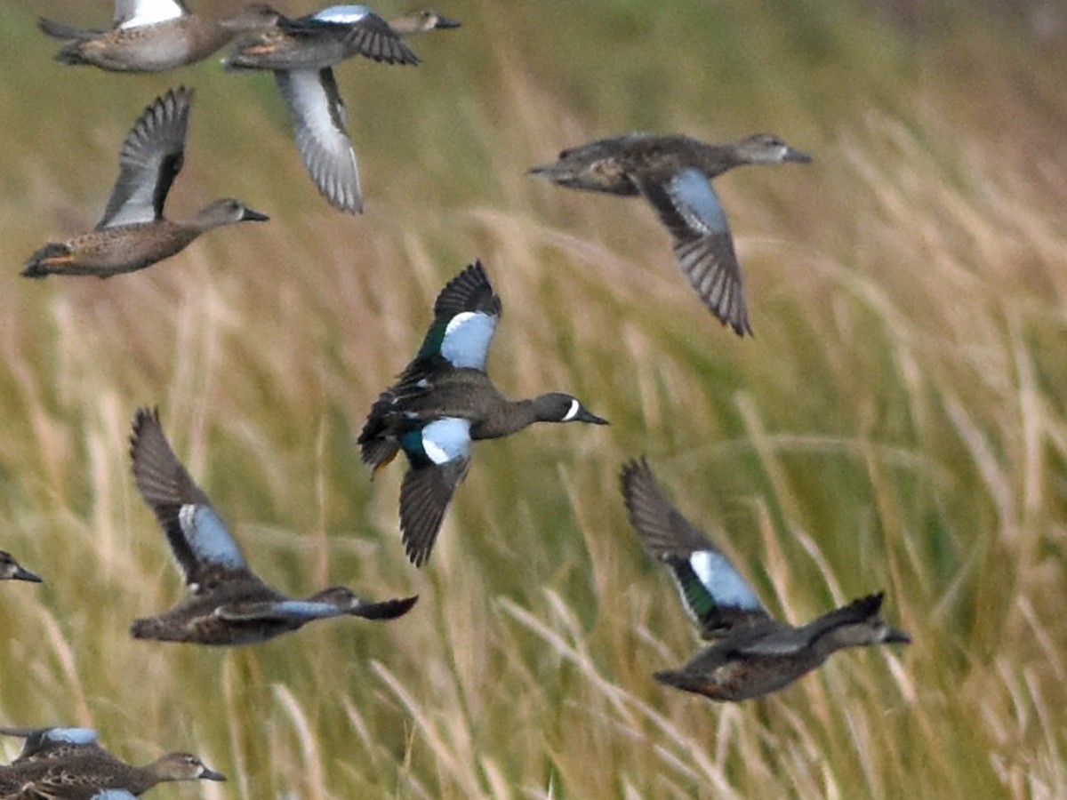 Blue-winged Teal - ML645090905