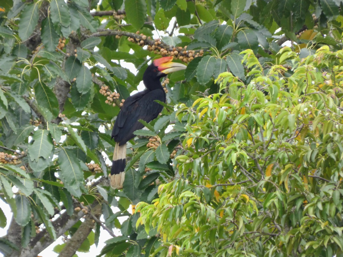 dvojzoborožec velký - ML645090909