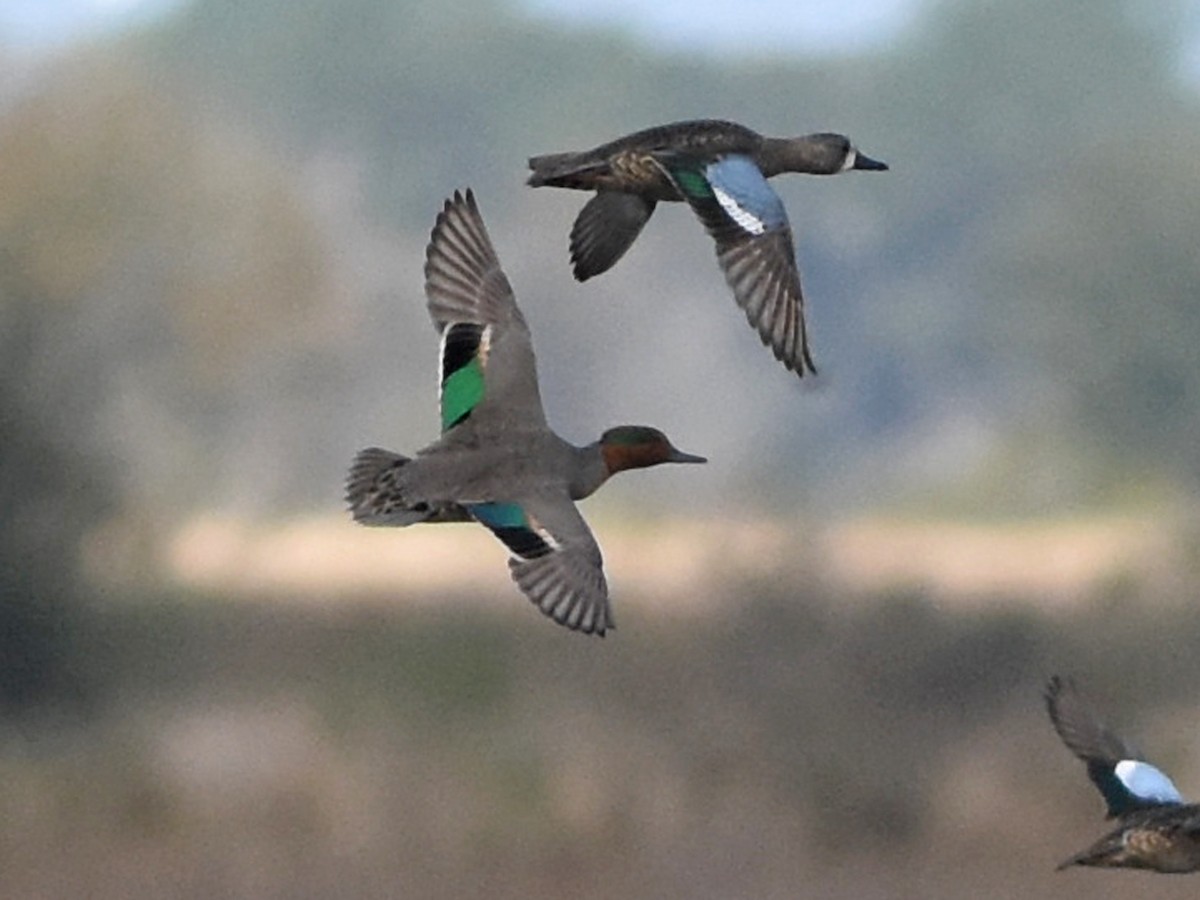 Green-winged Teal - ML645090913