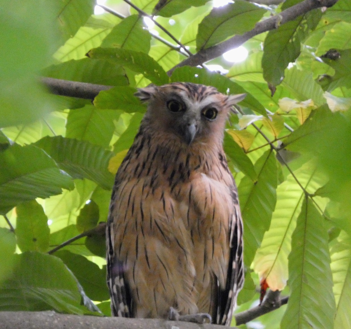 ketupa malajská - ML645090930