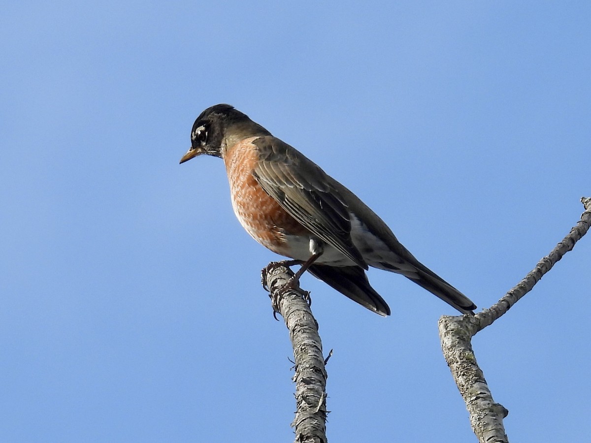 vandretrost - ML645090952