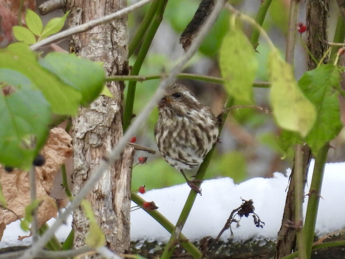 Purple Finch - ML645090962
