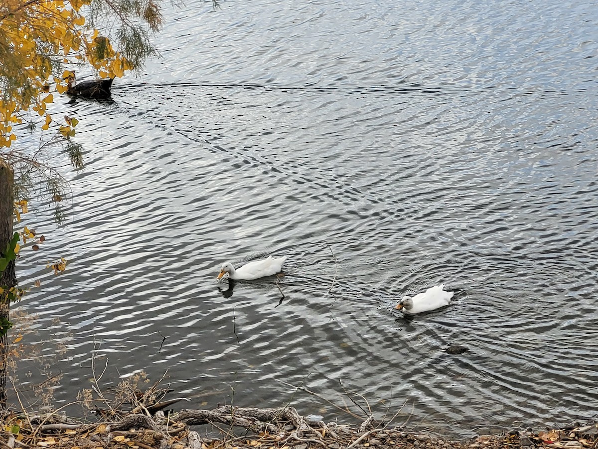 kachna domácí - ML645090968