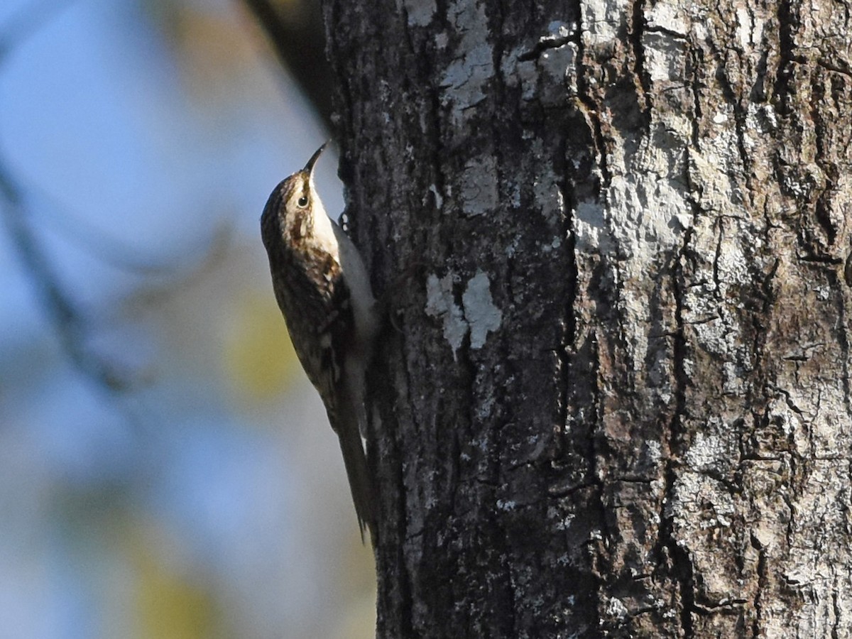 Brown Creeper - ML645090970