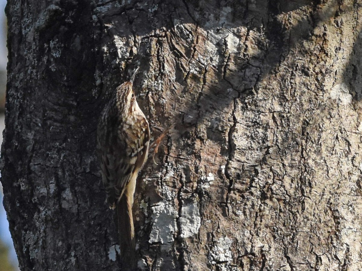 Brown Creeper - ML645090973