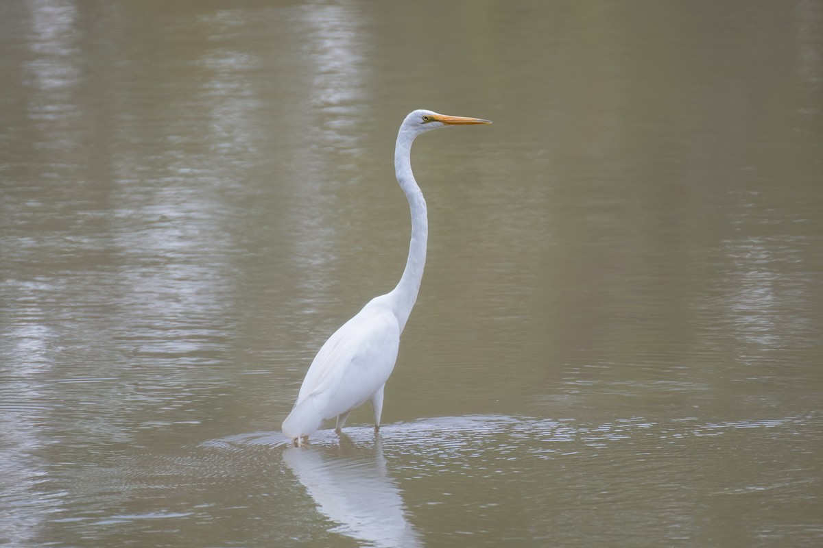 Koartza zuria - ML645090981