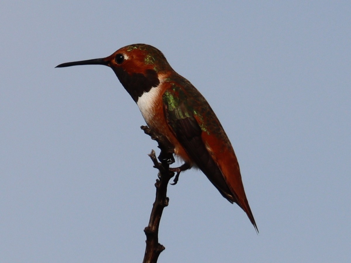 Allen's Hummingbird - ML645090983