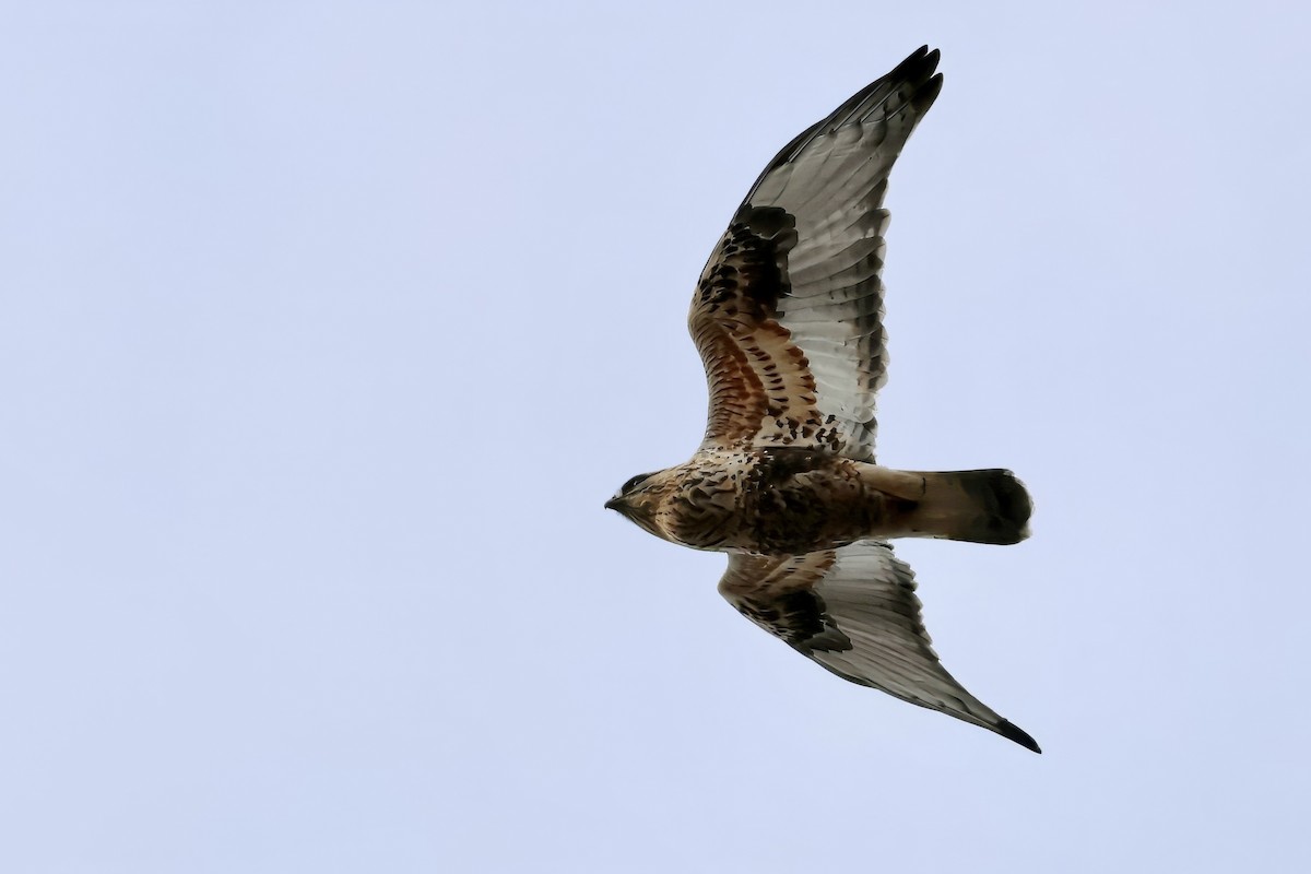 káně rousná - ML645090985