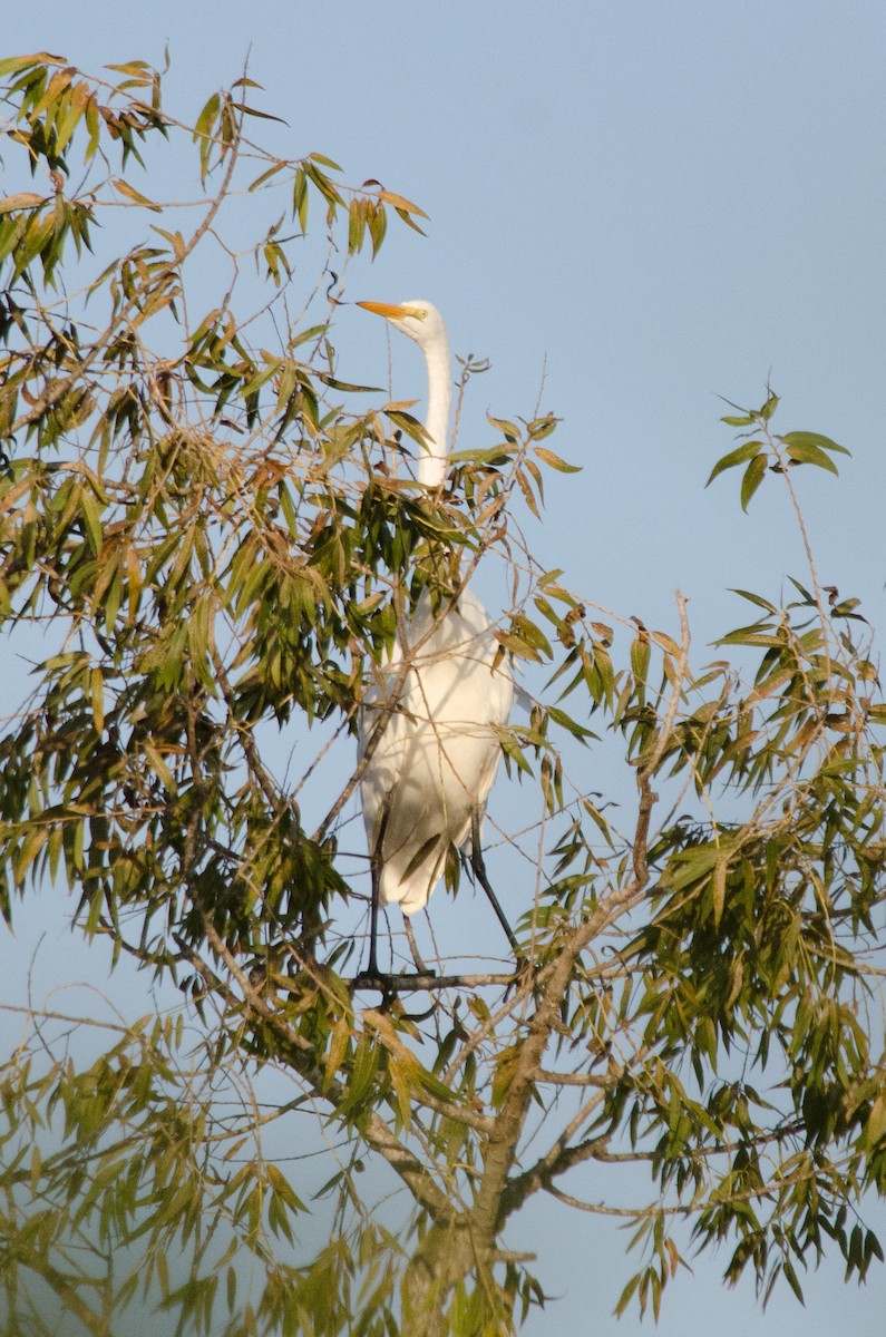 Koartza zuria - ML645090986