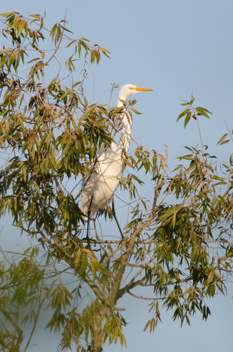 Koartza zuria - ML645090987