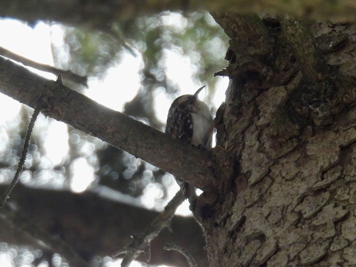 Brown Creeper - ML645090988